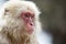 Japanese snow monkey