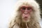 Japanese snow monkey