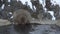 Japanese snow monkey drinking water in onsen hot springs at winter. Macaques