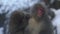 Japanese snow monkey grooming on hot spring. Snowy mountain at winter season