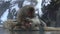 Japanese snow monkey grooming on hot spring. Snowy mountain at winter season