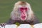 Japanese Snow Monkey (Macaca fuscata) relaxing in a hot volcanic spring in Hakodate on the island of Hokkaido