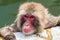 Japanese Snow Monkey (Macaca fuscata) relaxing in a hot volcanic spring in Hakodate on the island of Hokkaido