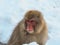 Japanese Snow monkey snow winter season in hot spring Onsaen , animal wildlife nature creature Jigokudan Park, Nakano, Japan