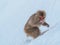 Japanese Snow monkey snow winter season in hot spring Onsaen , animal wildlife nature creature Jigokudan Park, Nakano, Japan