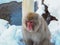 Japanese Snow monkey snow winter season in hot spring Onsaen , animal wildlife nature creature Jigokudan Park, Nakano, Japan