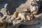 Japanese snow monkey taking a sunbath