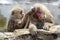 Japanese snow monkeys