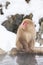 Japanese snow monkeys grooming in hot pool Japanese Macaque, Jigokudani Monkey Park, Nagano, Snow monkey