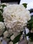 Japanese Snowball Bush, Cultivar Viburnum Plicatum or hydrangea flowers, Showing Beautiful White Flowers In Spring on blurred