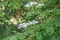 Japanese snowball bush Viburnum plicatum Mariesii, flowering shrub