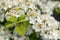 Japanese snowball, Viburnum plicatum