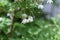 Japanese snowbell Styrax japonica flowers.