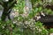 Japanese snowbell ( Styrax japonica ) flowers.