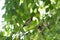 Japanese sparrow bird on a tree