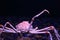 Japanese spider crab