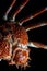 Japanese Spider Crab, isolated on black