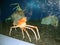 Japanese Spider Crabs. Aquarium of the Pacific, Long Beach, California, USA