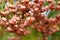 Japanese spindle tree berries
