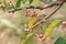 Japanese spindle tree berries