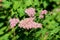 Japanese spiraea or Spiraea japonica Little princess small compact deciduous shrub plant with bunches of open blooming pale pink