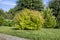 Japanese spirea, a flowering shrub growing on a lawn in the garden