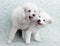 Japanese Spitz puppy and poodle dog play together