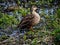 Japanese spotbill duck standing beside a river