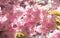 japanese spring sakura bloom. spring sakura bloom. spring sakura bloom on branch.