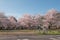 Japanese spring scenic with cherry blossom, Arashiyama, Kyoto