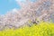 Japanese spring scenics