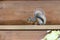 Japanese squirrel on the handrail of the wooden terrace