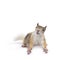 Japanese squirrel on white background