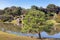 Japanese Stroll Garden Scene at Rikugien in Tokyo