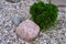 Japanese style garden: a stone and a plant on the pebbles ground
