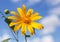 Japanese sunflower or mexican sunflower weed blooming on blue sky background