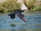 Japanese Temminck`s cormorant over tama river 1