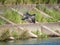 Japanese Temminck`s cormorant over tama river 2