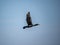 Japanese Temminck`s cormorant over tama river 4