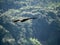 Japanese Temminck`s cormorant over tama river 5