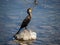 Japanese Temminck`s cormorant on rock in Saza River 1