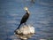 Japanese Temminck`s cormorant on rock in Saza River 2