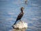 Japanese Temminck`s cormorant on rock in Saza River 3