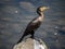 Japanese Temminck`s cormorant on rock in Saza River 4