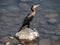 Japanese Temminck`s cormorant on rock in Saza River 5