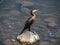 Japanese Temminck`s cormorant on rock in Saza River 6