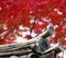 Japanese temple eave-end tiles against backdrop of red maple tree leaves.