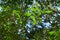 Japanese ternstroemia ( Ternstroemia gymnanthera ) hedges.