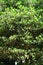 Japanese ternstroemia ( Ternstroemia gymnanthera ) tree and leaves.