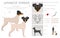 Japanese terrier clipart. Different poses, coat colors set